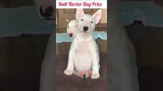 Bull Terrier Dog Price #bullterrierdogbreed #shortvideo