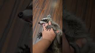 Too cute to handle🦝 #RaccoonLove #CuteOverload #Viral