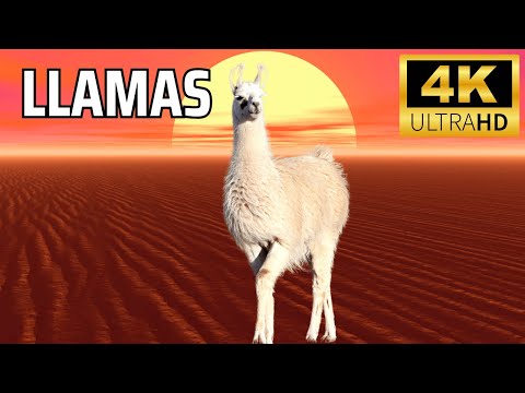 Llamas: The Fluffy Giants of the Animal Kingdom! Fun Facts You Didn’t Know | Ultimate Llama Guide