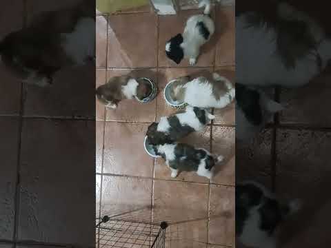 time to eat  #ShihTzu #viral #ytshort