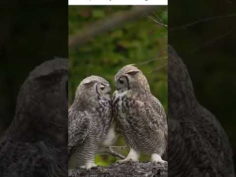 Owl behaviour#owl unique way toshowingaffection#animalslover #rare#trending#viralshort#naturelovers