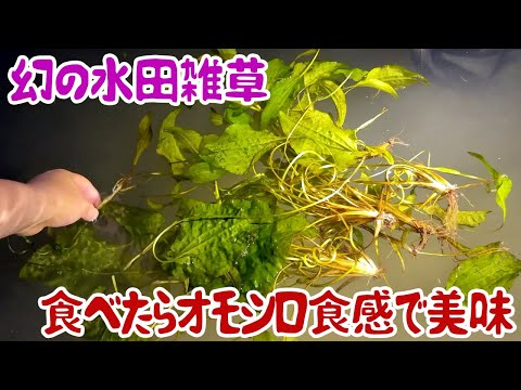 幻の水田雑草、食べたらオモシロ食感で美味