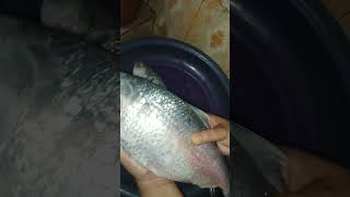 ilish mach #viral #youtubeshorts #satisfying #ilish #ilishmach #ilishbazar #bangladesh #fish #shorts