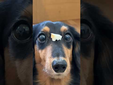 パンと肉どっちが好き？【犬に質問】#shorts #犬