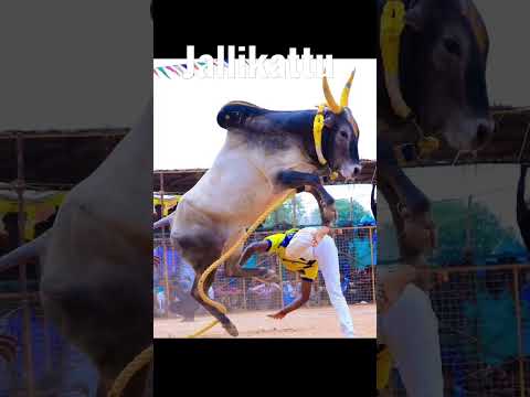 JalliKattu#shorts #jallikattu_2022