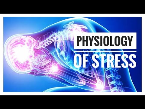 What Stress does to our Body | Understanding the Nervous System