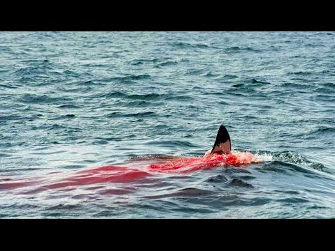 Great White Shark Consumes Swimmer