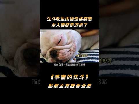 法斗吃生肉後性格突變，主人懷疑是返祖，訓犬師聽完卻笑了#shorts