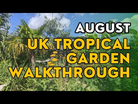 Here's what my garden looks like in August (small UK tropical garden walkthrough)