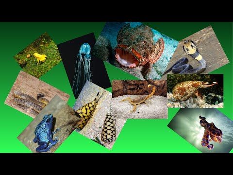 Most Poisonous Animals in the World: Deadly Creatures You Need to Know About | Wildlife Facts Tips!