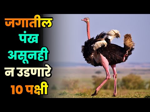 जगातील पंख असूनही न उडणारे 10 पक्षी||Birds that cannot fly despite having wings