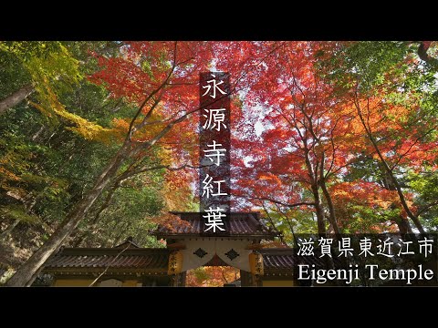 永源寺の紅葉 2021【滋賀県の紅葉名所】