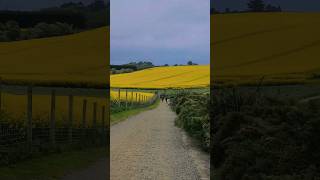 Exploring 🇳🇿💛 #newzealandtravel #timaru #canolaflowers