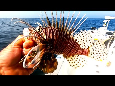 CAN YOU EAT LION FISH - Catch Clean and Cook Lion Fish - TRASH FISH OR TREASURE