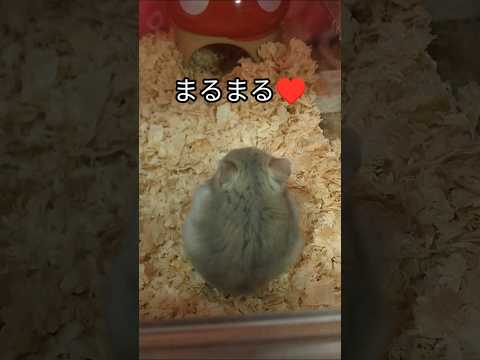 撮影に気付いたハムスターが可愛い（ピク）#ハムスター #hamsters #癒し #cute #可愛い #ジャンガリアンハムスター