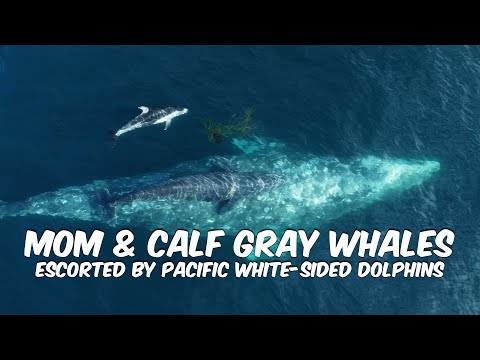 Mom & Calf Gray Whales Escorted by Dolphins | Dana Point Whale Watching Experience