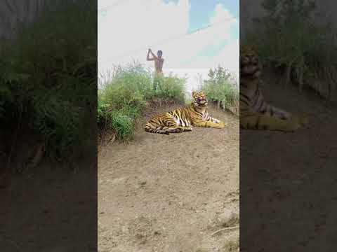 TIGER 🐯 #shortsfeed #youtubeshorts #animals #viral #top #india #shorts #vfx   #leopard#wildlife