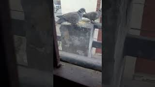 Birds eating food#naturelovers #nature #birds #foods #birdsfood #gardenlove