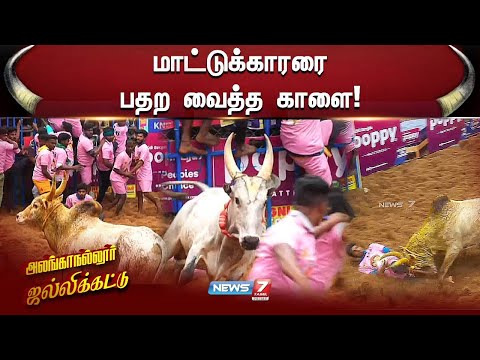 மாட்டுக்காரரை பதற வைத்த காளை! | Alanganallur Jallikattu 2025