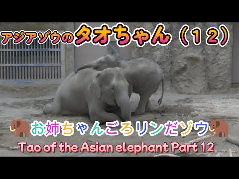 アジアゾウのタオちゃん（１２）🐘お姉ちゃんごろリンだゾウ🐘（円山動物園）Tao of the Asian elephant Part 12