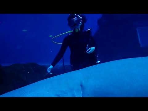 Discover Scuba of Lucy @Nanchang Aquarium ( with a fat nurse shark )