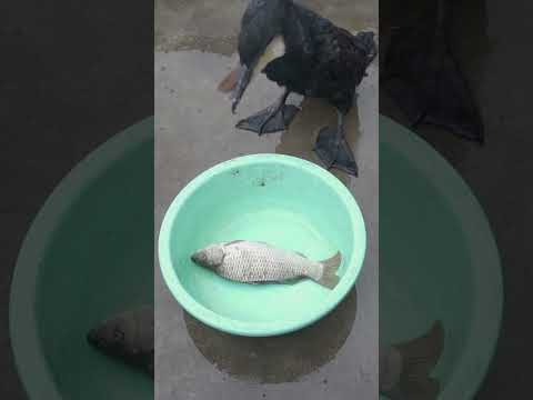 Cormorant eats two large fish at once