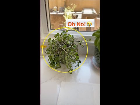 RESCUE Over Watered Potted Plant! Repot Oregano Plant That's Dying! 😭 Shirley Bovshow (#shorts)