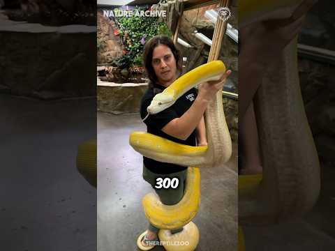 This is the LONGEST snake in the world!