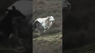 Dog attacks sheep. Sheep run off. #wildlifevideo