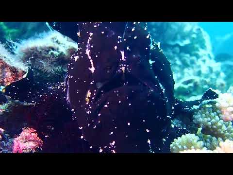 01152023 Encountering a black frogfish-Gabriela