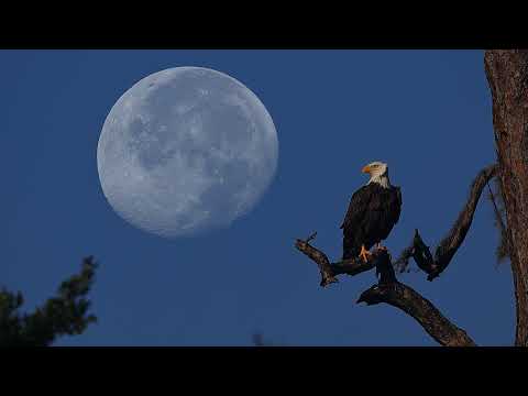 Southwest Florida Eagle Cam Live