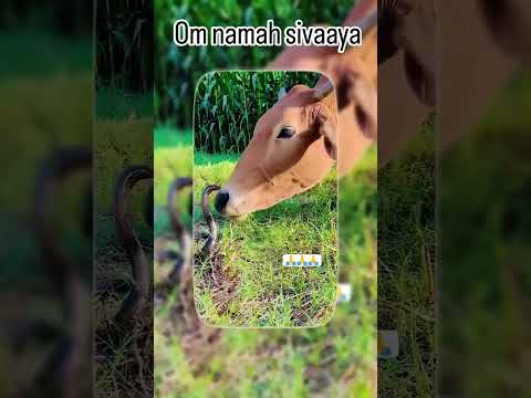 Shiva | శివ లీలలు #siva #animals #shorts