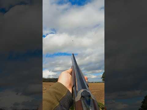 Long range pigeon shooting on bean drilling