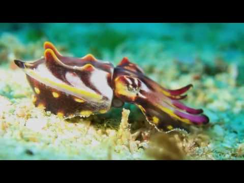 Why are Octopuses so Colorful?