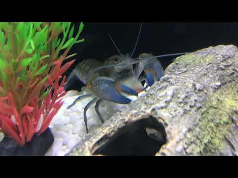 Top 4 Reasons Why Crayfish Die