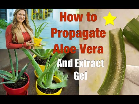 How to PROPAGATE ALOE VERA Plants 🌵 Extract Aloe Vera Gel From Aloe Plant!🌵 Shirley Bovshow