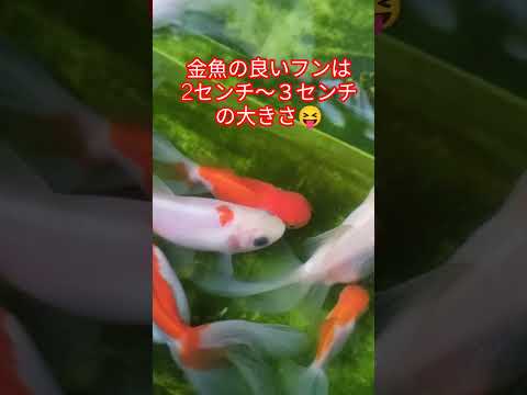 [金魚]　金魚の良いフン💩　悪いフン💩　知ってたァ〜？餌が多かったかも？#goIdfIsh