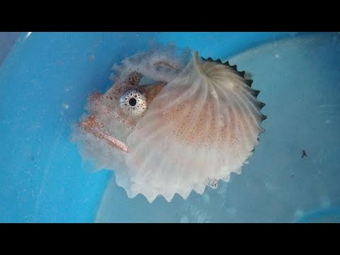 Facts: The Argonaut (Paper Nautilus)