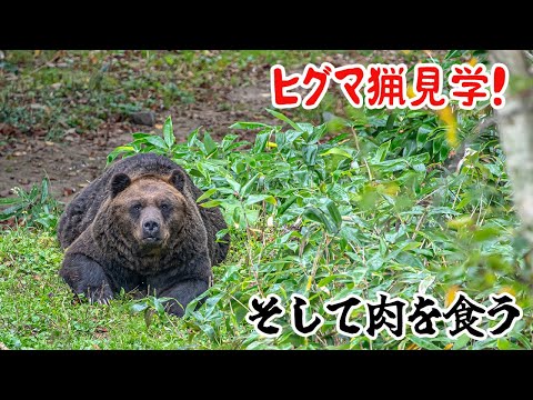 ヒグマ猟見学！そして肉を食う！