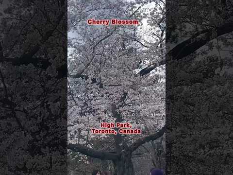 Cherry Blossom in High Park, Canada #shorts #viral #canada #highpark #reels #explore #nature