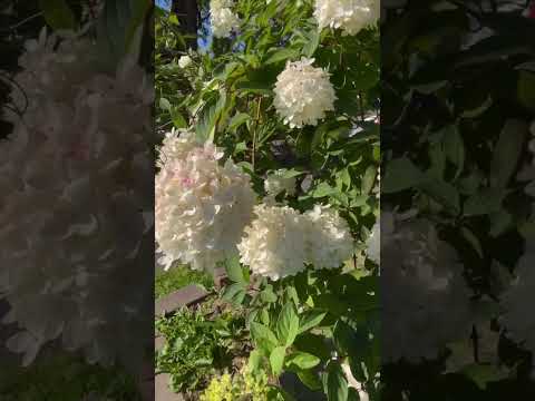 Easy to Grow Hydrangea Tree