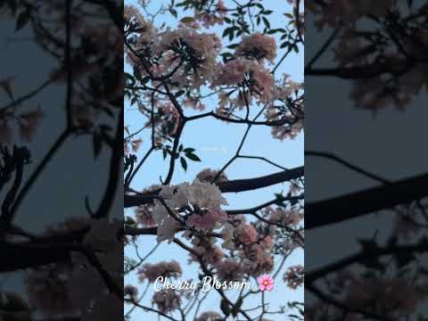 Cherry Blossom in Bengaluru | Pink Bengaluru | #trendingshorts #trendingreels #cherryblossompainting