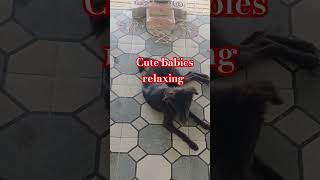 Cute babies relaxing #shortsvideo #relaxing # dogs #dogloversofig #dogviral #doglover #dog #dogfun