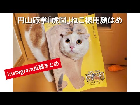 円山応挙「虎図」ねこ樣用顔はめ（インスタグラムまとめ）