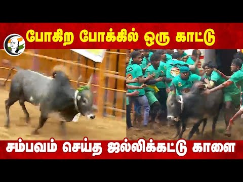 போகிற போக்கில் ஒரு காட்டு, சம்பவம் செய்த ஜல்லிக்கட்டு காளை | Avaniyapuram Jallikattu | Madurai