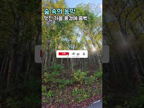 계곡 물소리 좋은 숲속의 농막~전원주택매매 농가주택 체류형쉼터 급매물 공주부동산  행운집 행운땅 부동산TV