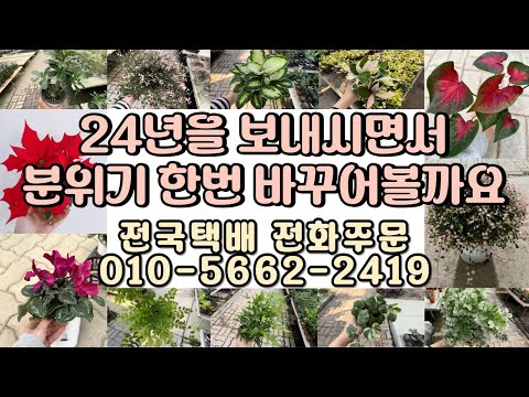 2024년을 보내시면서 예쁜식물로 분위기 한번 바꾸어보아요