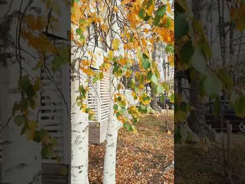 Ruska 2024 | What's Autumn Like in Finland?