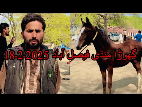 Horse Mandi festival 2025/horse for sale in Pakistan