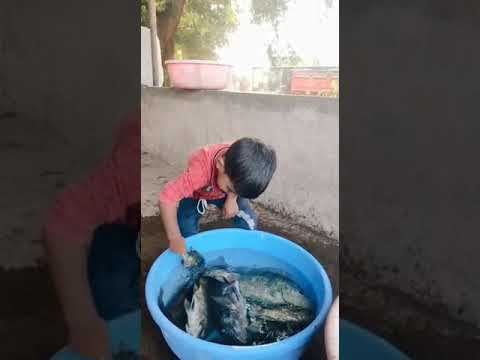 #fishfarming #fishing #fishfarm #fishfarmingkerala #fishfarminginindia  #fishpond #fishingvideo